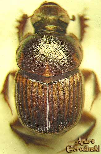 http://www.gorodinski.ru/copr/Onthophagus remotus.jpg